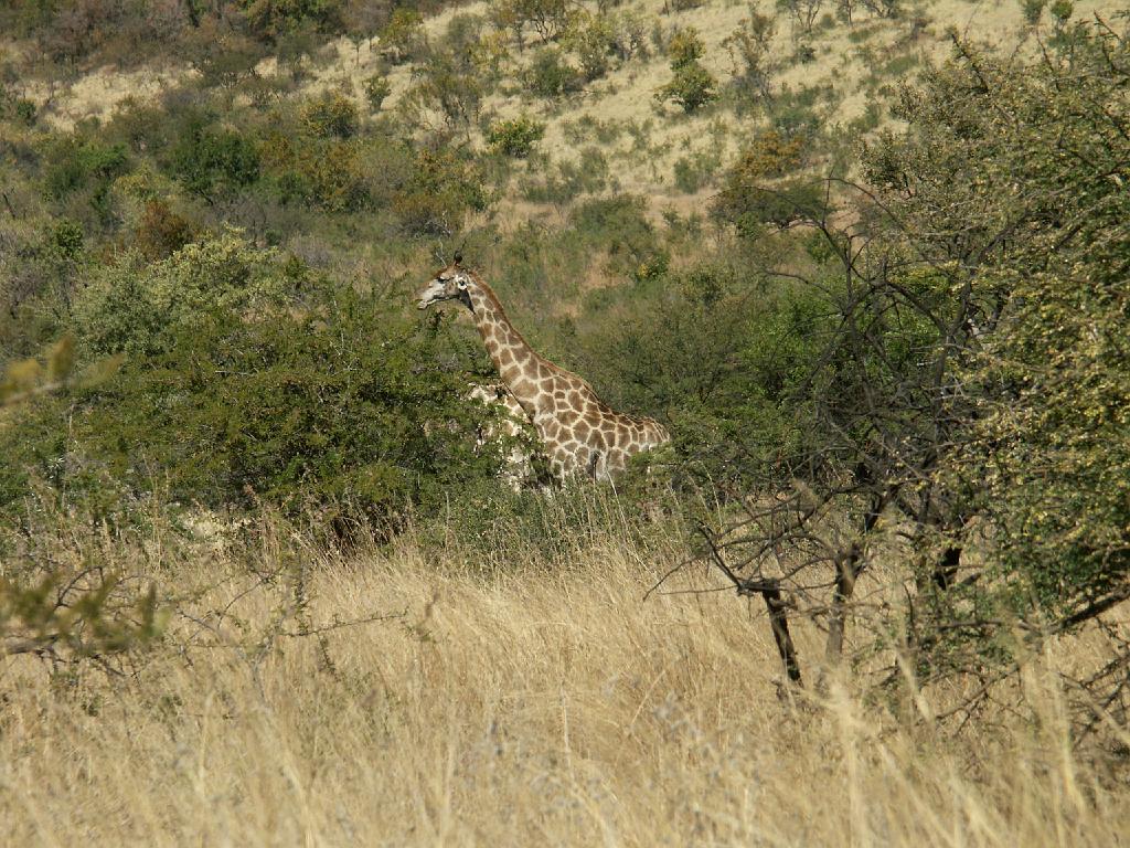 090517_Pilanesberg 089.jpg